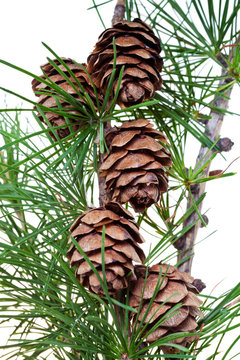Fototapeta pine cones on branch of conifer tree