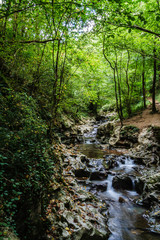 Un rio en la selva