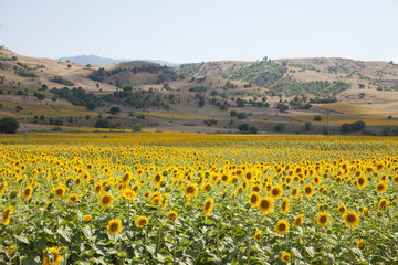 Fototapeta premium Sunflower Field