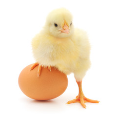 chicken and egg