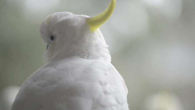 Sulphur crested cockatoo close up in shallow focus in the wild