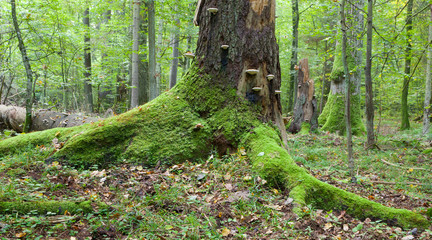 Obraz premium Large broken tree lying in misty forest