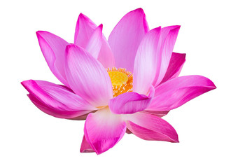 Rosa Lotus isoliert auf weißem Hintergrund