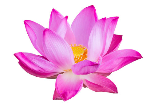 Fototapeta Pink lotus isolated on white background