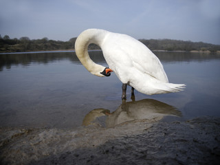 Mute swan, Cygnus olor