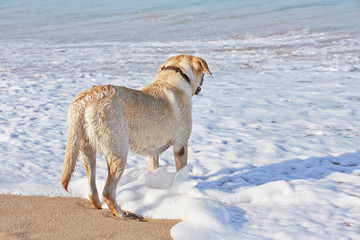 Dog and sea