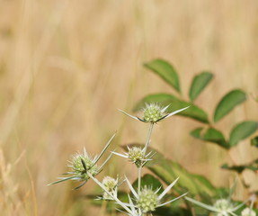 field background with wild flowers
