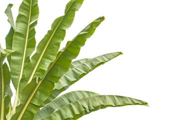 Isolate the top of the banana trees that have large leaves.