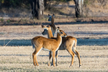 Puku calves (Kobus vardonii)