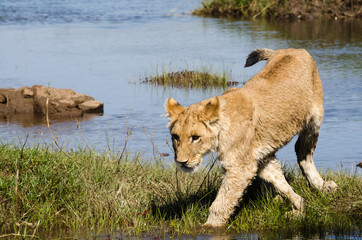 Lion cub near a river