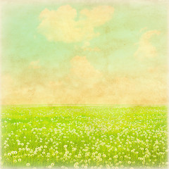 Fototapeta na wymiar Vintage photo of dandelion meadow.
