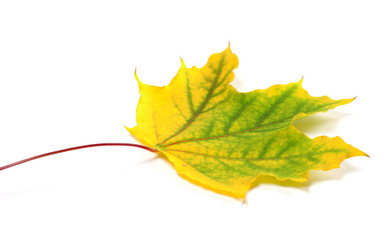 Yellowed autumn maple leaf