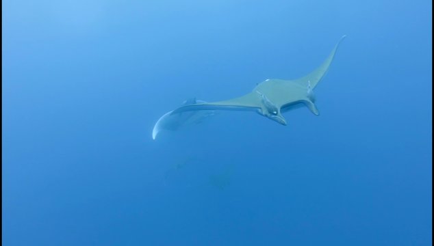Devil Ray with remoras in the Atlantic Ocean, Azores (Ultra HD)