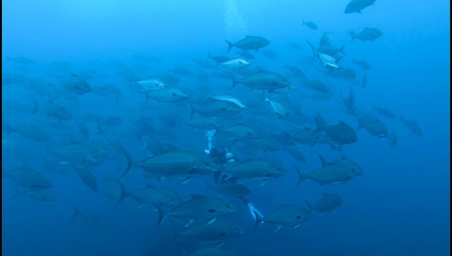 Scuba Diver in Jackfish shoal in Atlantic Ocean (Ultra HD)