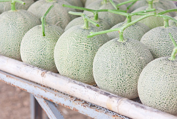 Collocate of harvested Japanese musk melons ready for packing