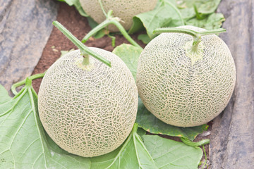 Harvested Japanese musk melons in melon orchard