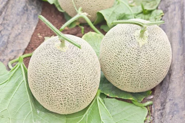 Harvested Japanese musk melons in melon orchard © chotewang