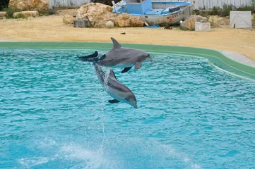 Papier Peint photo Lavable Dauphins le grand dauphin de planete sauvage 