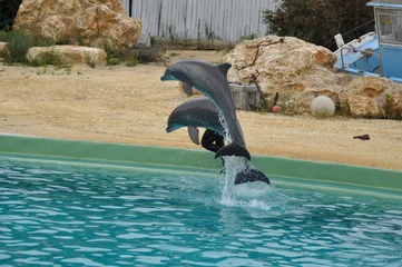 Papier Peint photo Lavable Dauphins le grand dauphin de planete sauvage 
