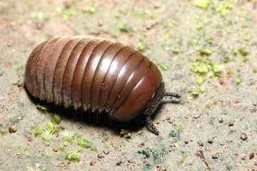 Close up Pill-bug