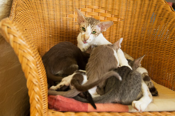 Fototapeta na wymiar Mother cat with drinking kitten