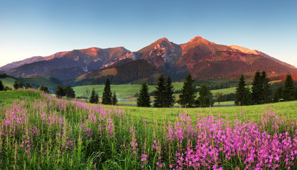 Schönheitsbergpanorama mit Blumen - Slowakei