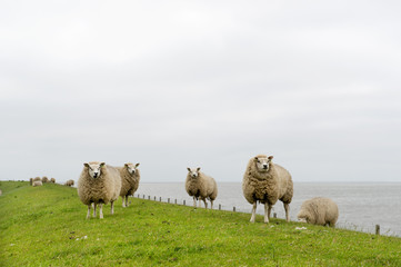 Obraz premium Texel sheep at Dutch wadden island