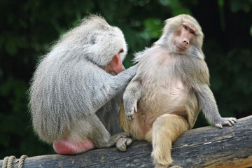 TIERE_1248_Affe_Mantelpavian