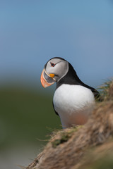 Papageitaucher, Atlantic Puffin, Fratercula arctica