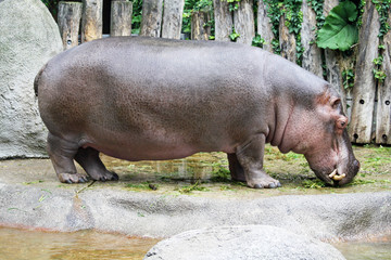 TIERE_1462_Flusspferd