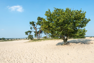 Fototapeta na wymiar Zwykły piasek z drzew w okresie letnim