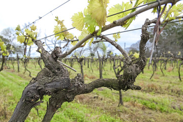 Uruguayan wine grapevines.