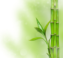 Green background with bamboo - obrazy, fototapety, plakaty