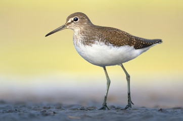 Green Sandpiper