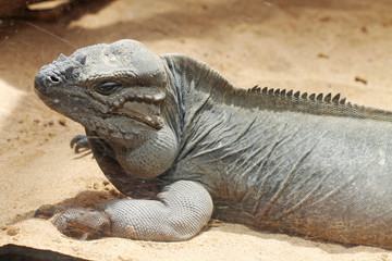 TIERE_1772_Nashornleguan