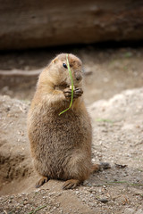 Prairie Dog with Grass on Head