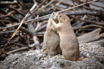 Prairie Dogs Endearments