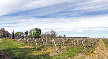 The wine walk, Uruguay