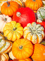 Colorful pumpkins