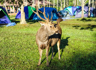 Nature deer