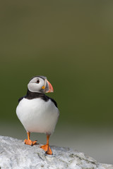 Papageitaucher, Atlantic Puffin, Fratercula arctica