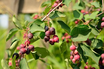 saskatoon berry delicious on deciduous shrub