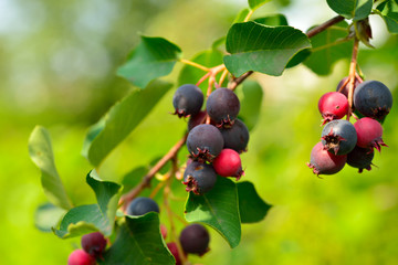 saskatoon berry delicious on deciduous shrub