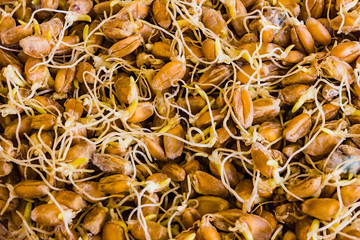 the grain sprouted wheat closeup