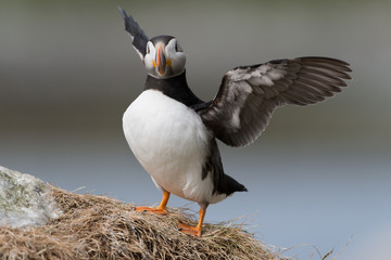 Papageitaucher, Atlantic Puffin, Fratercula arctica