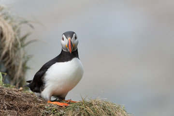Papageitaucher, Atlantic Puffin, Fratercula arctica