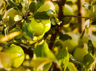 Green apples in summer season