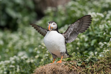 Papageitaucher, Atlantic Puffin, Fratercula arctica