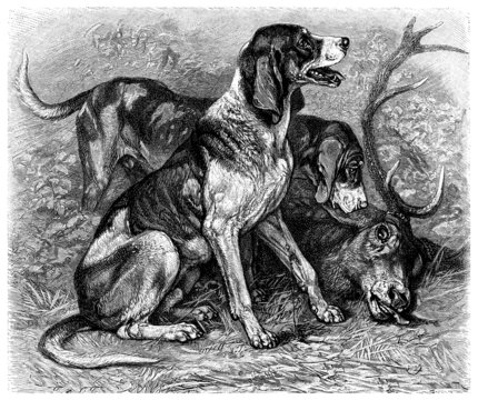 Hunting Dogs - Chiens de Chasse - Hirschhund
