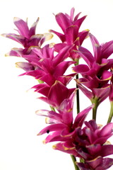 Obraz premium Wild siam tulips blooming on white background